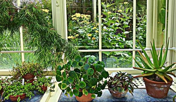 Create a Haven for Houseplants