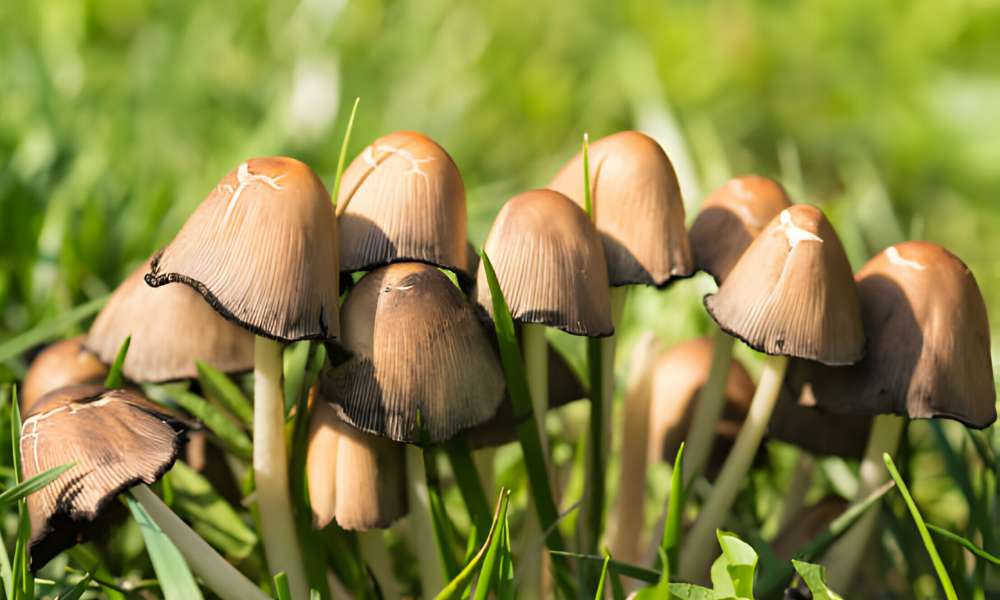 Outdoor Mushroom Killer For Lawns